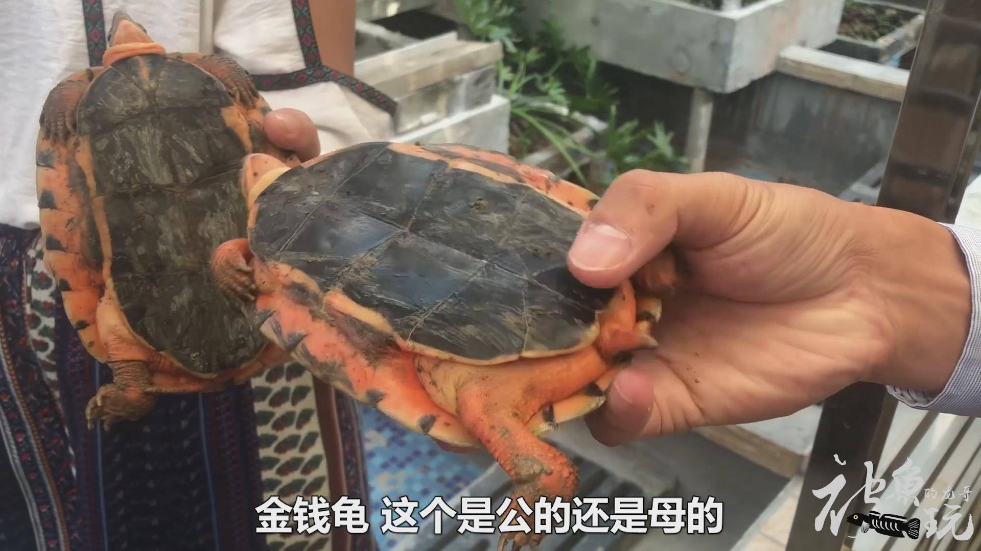 顺德金钱龟养殖场,当年一只龟能买一台汽车,现在值得入手吗?